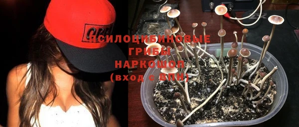 крисы Абаза